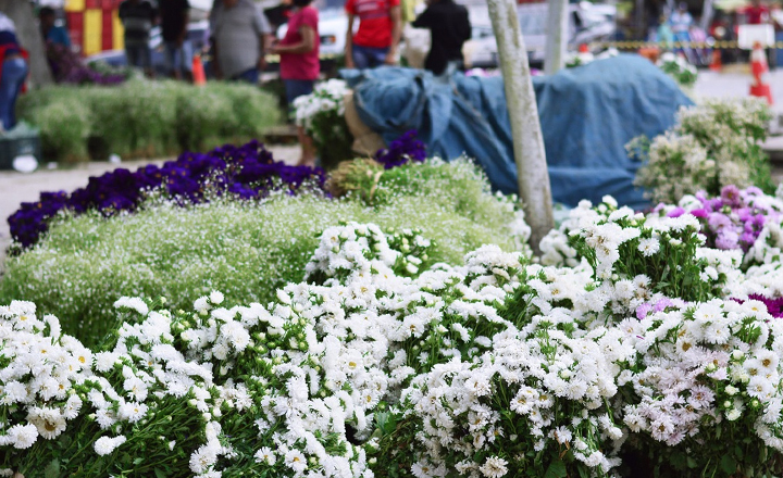 feira de flores ceaca