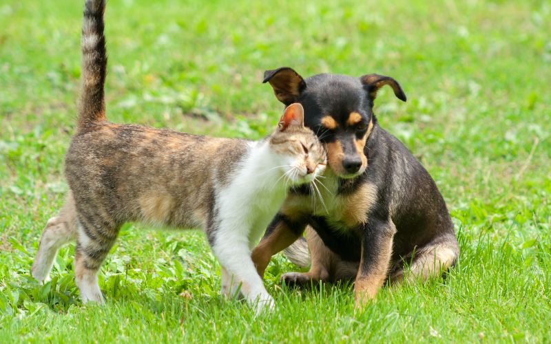 gato e cachorro