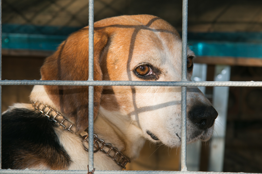 posicao paises sobre teste em animais