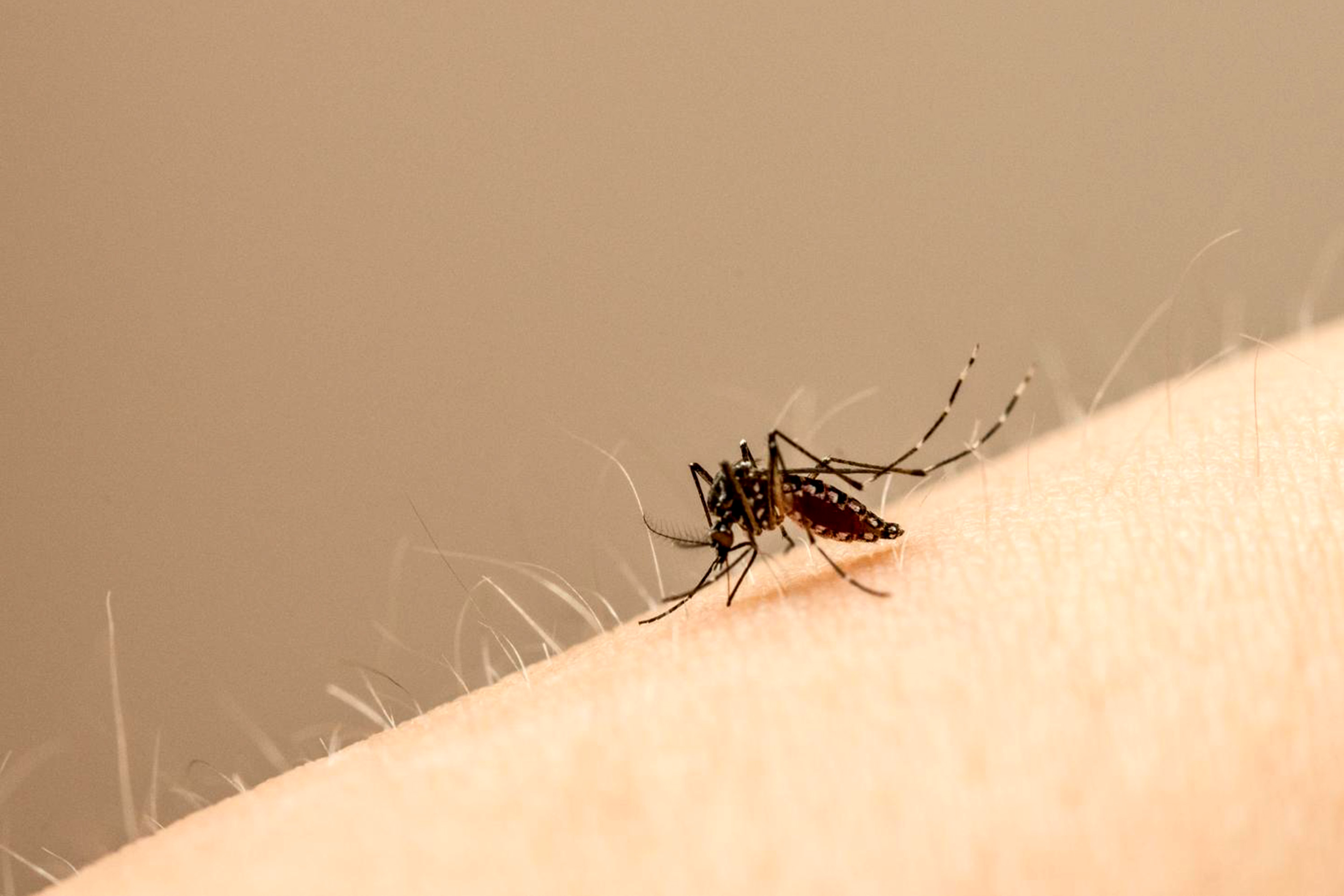 inseto mosquito aedes aegypti