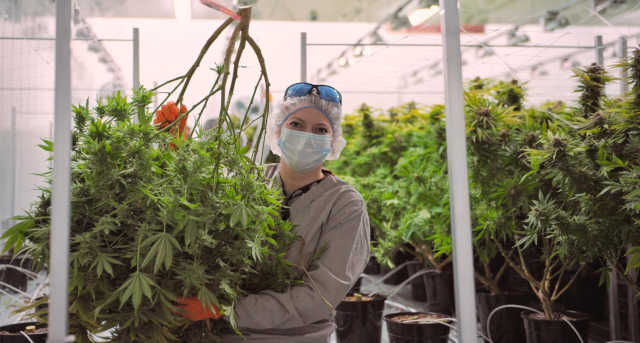 canopy maconha