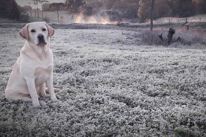 neve
