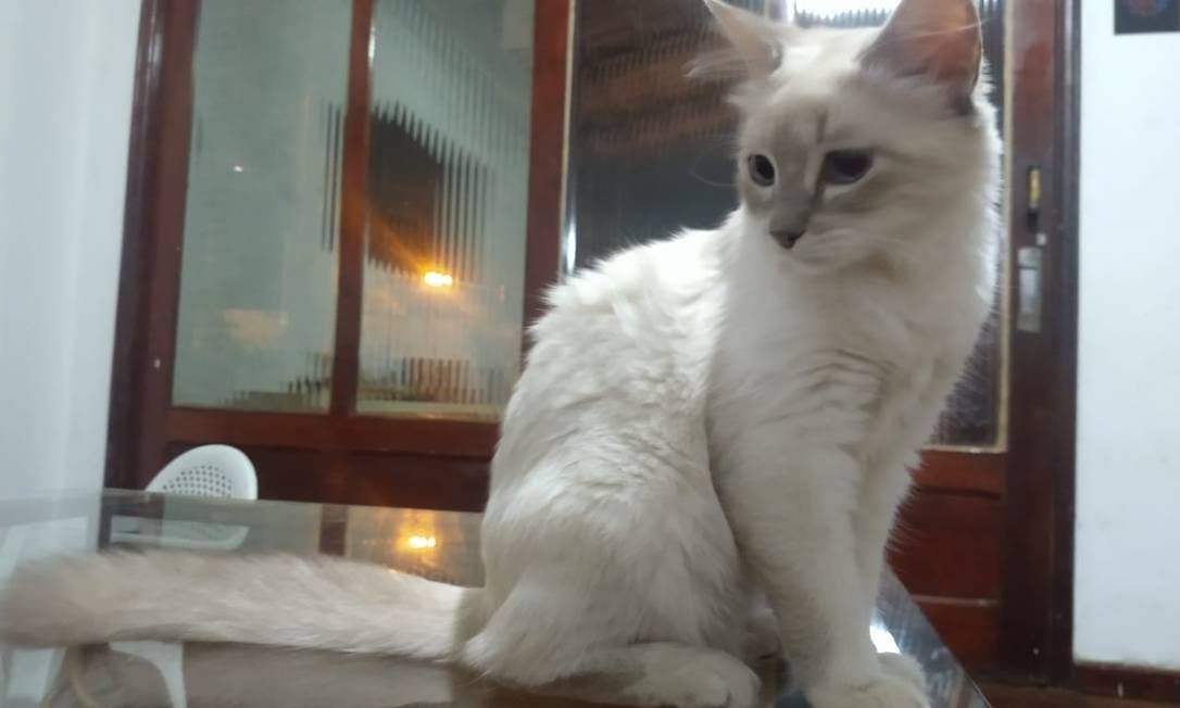 gata cov